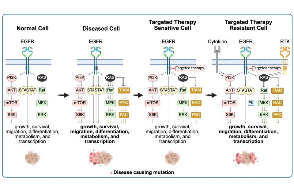 Signal Transduction Pathways