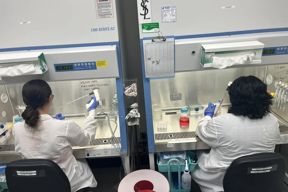 Kimberly Jorge and Diego Verastegui practicing tissue culture. 