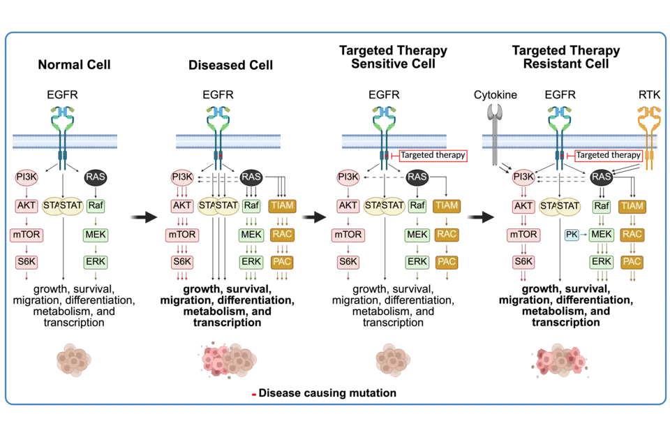 Signal Transduction