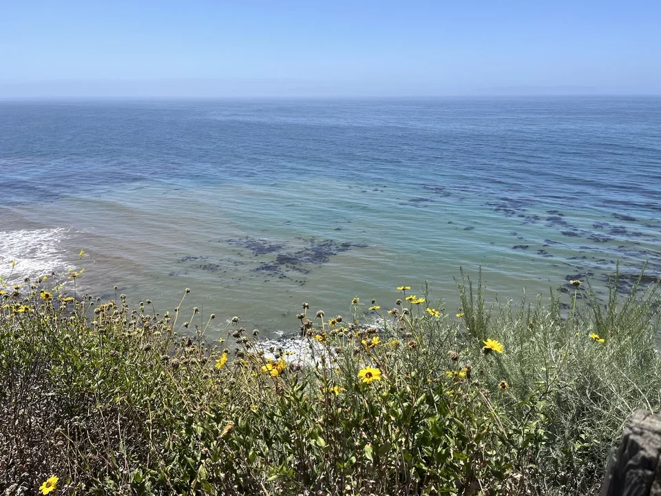 Foliage on a cliff overlooking a blue ocean in Rancho Palos Verdes. 