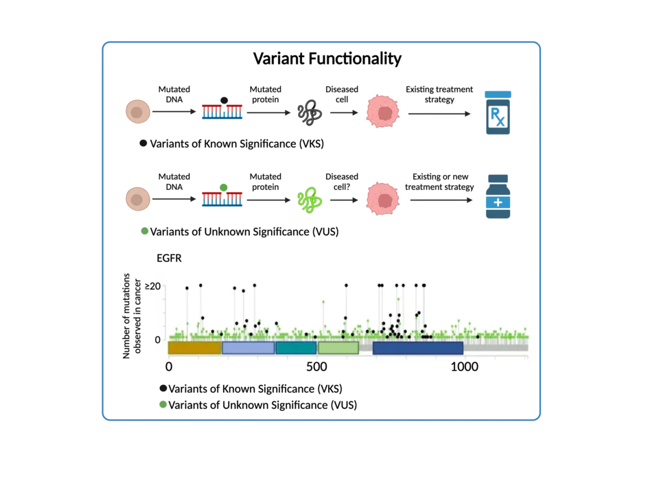 Graphic of variant functionalities